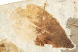 Fossil Plant (Fagus, Sassafras sp) Plate - McAbee, BC #248789-1